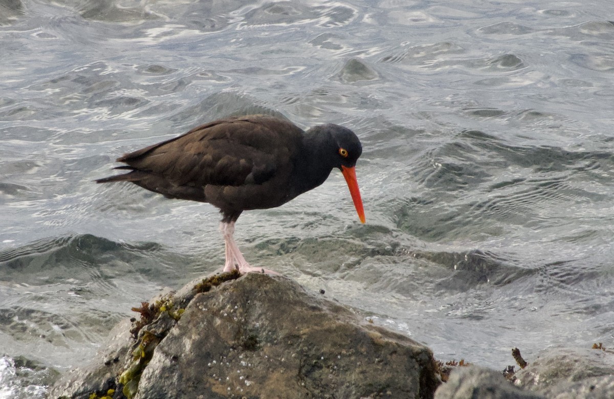Black Oystercatcher - ML638272954