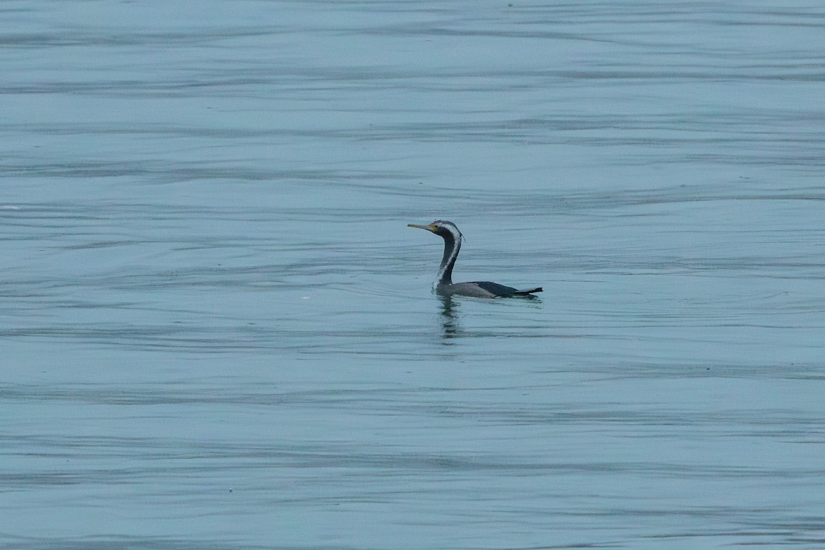 Spotted Shag - ML638272959