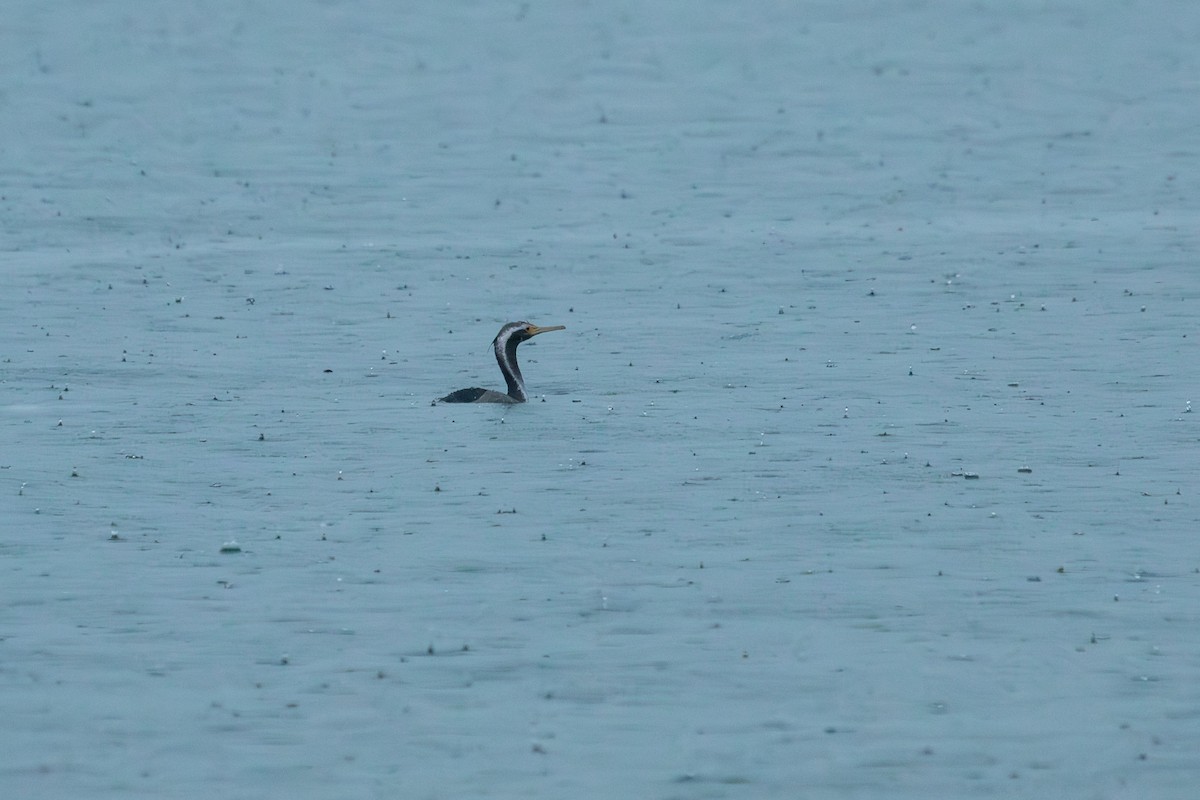 Spotted Shag - ML638272960