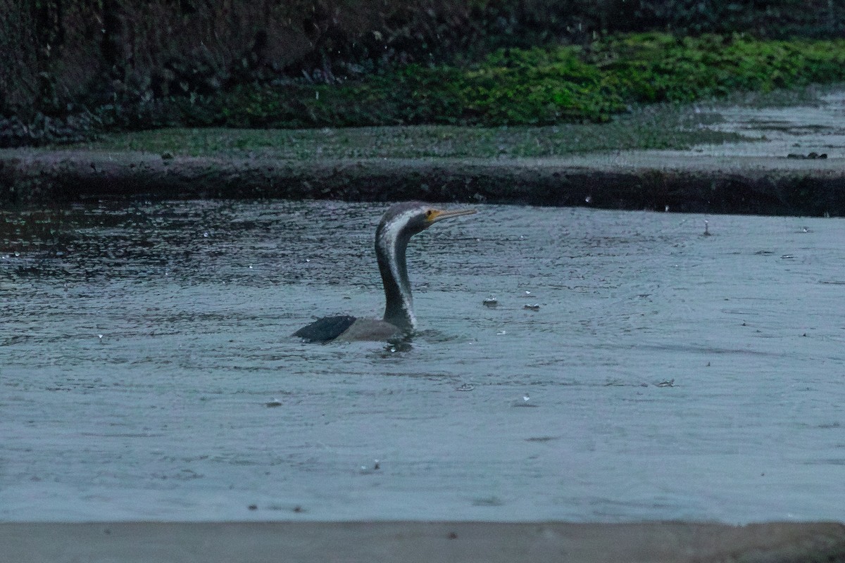 Spotted Shag - ML638272961