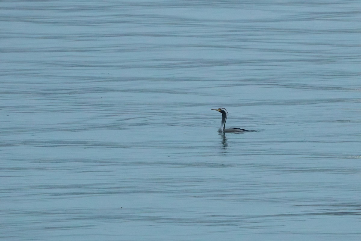 Spotted Shag - ML638272962