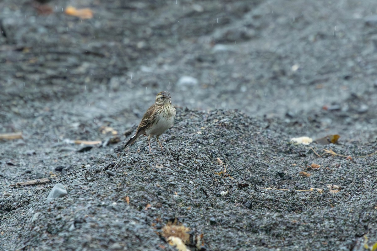 New Zealand Pipit - ML638272981