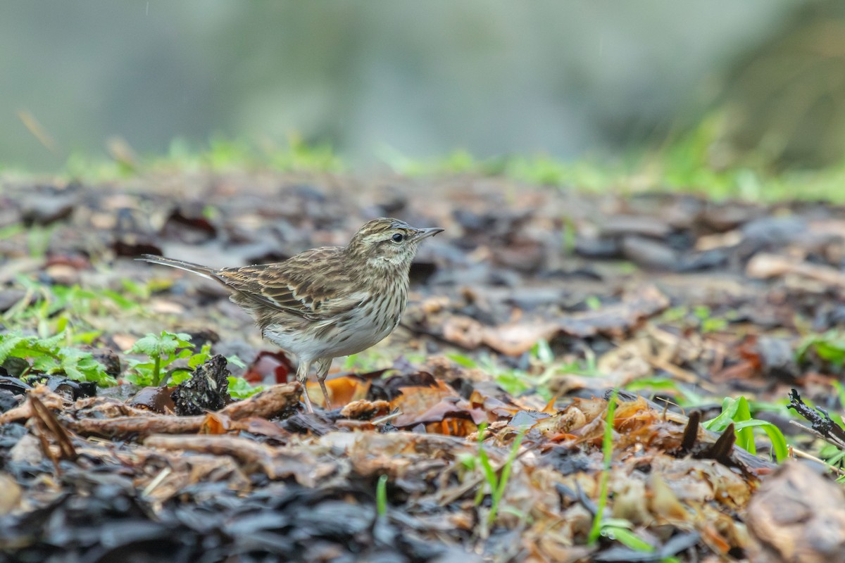 New Zealand Pipit - ML638272983