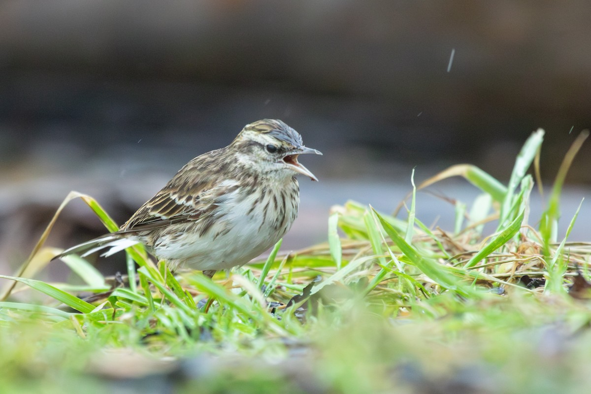 New Zealand Pipit - ML638272984