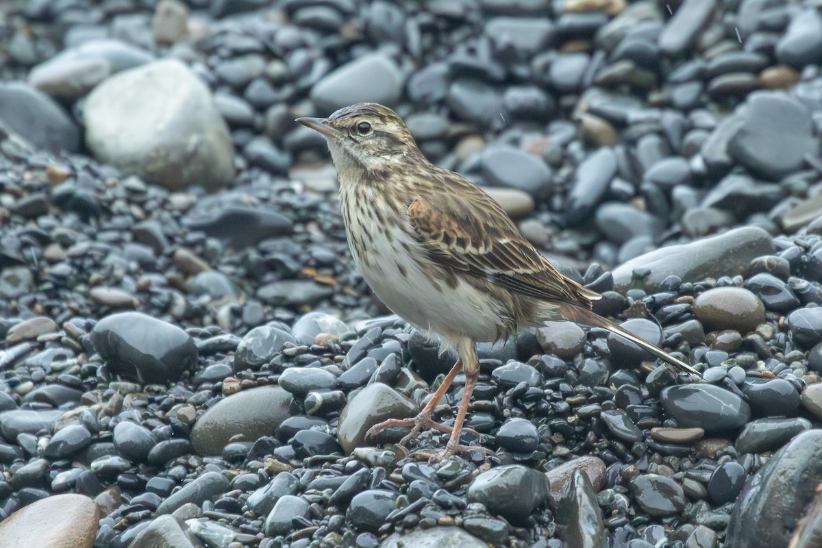 New Zealand Pipit - ML638272986