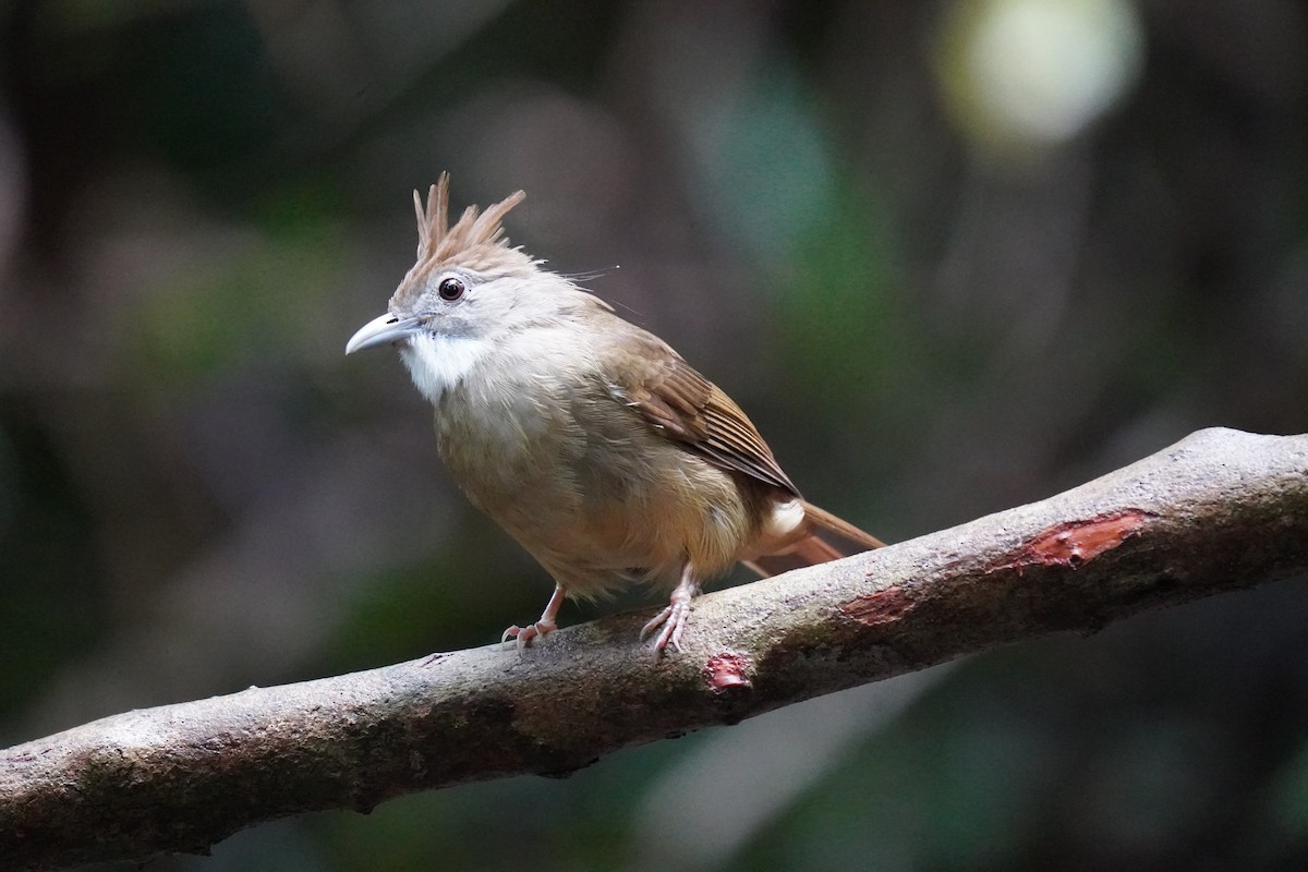 Ochraceous Bulbul - ML638272991