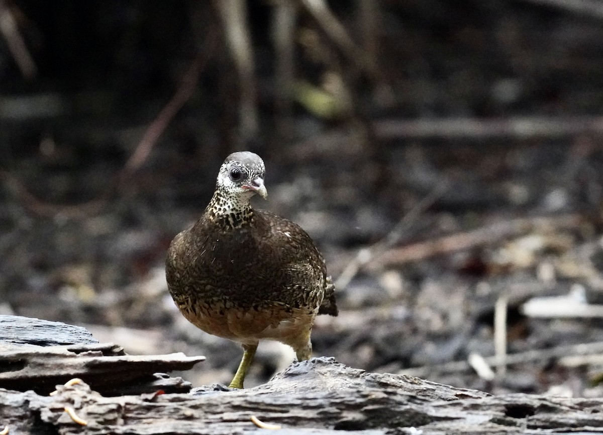 Scaly-breasted Partridge - ML638272995