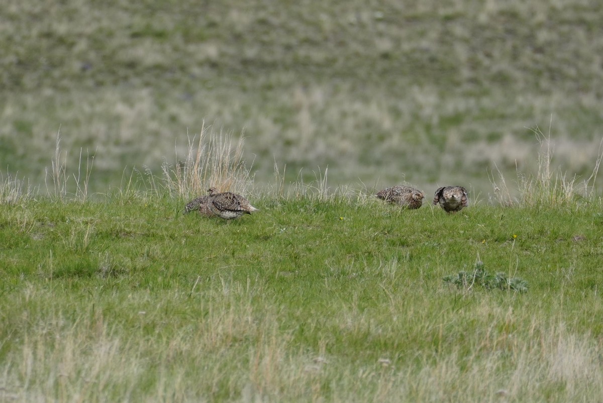 Sharp-tailed Grouse - ML638273001