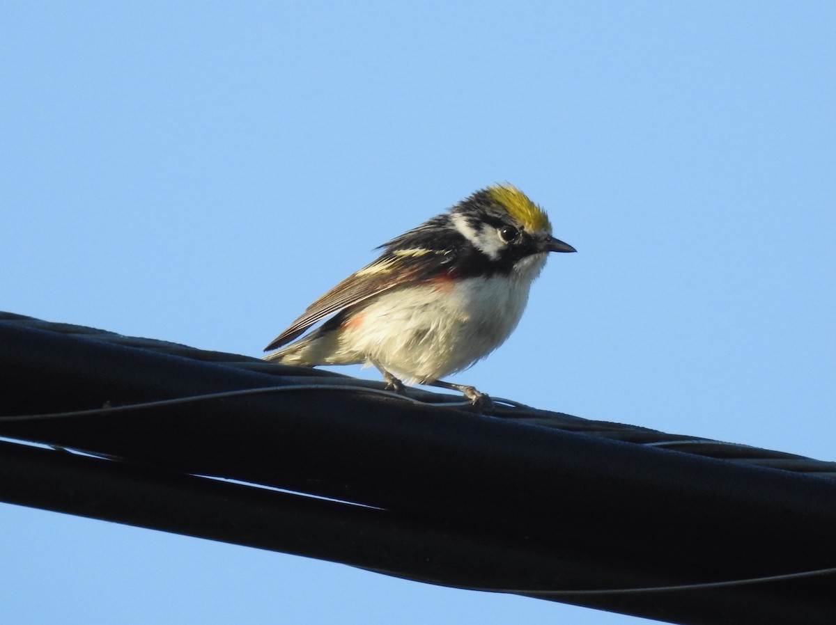 Chestnut-sided Warbler - ML638273016