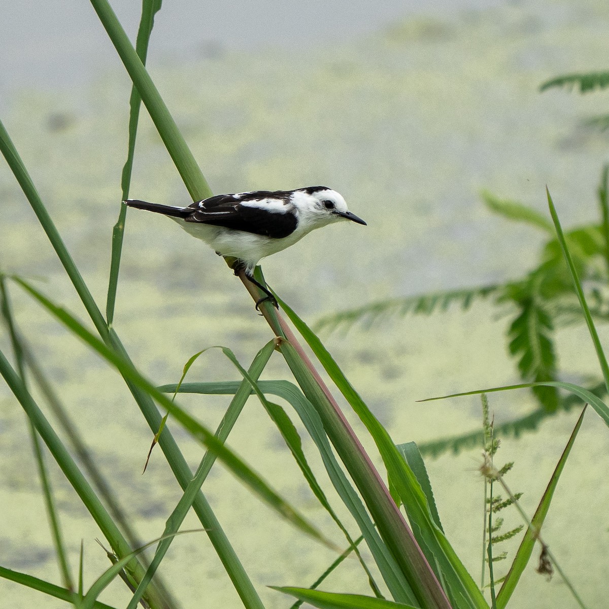 Pied Water-Tyrant - ML638273018