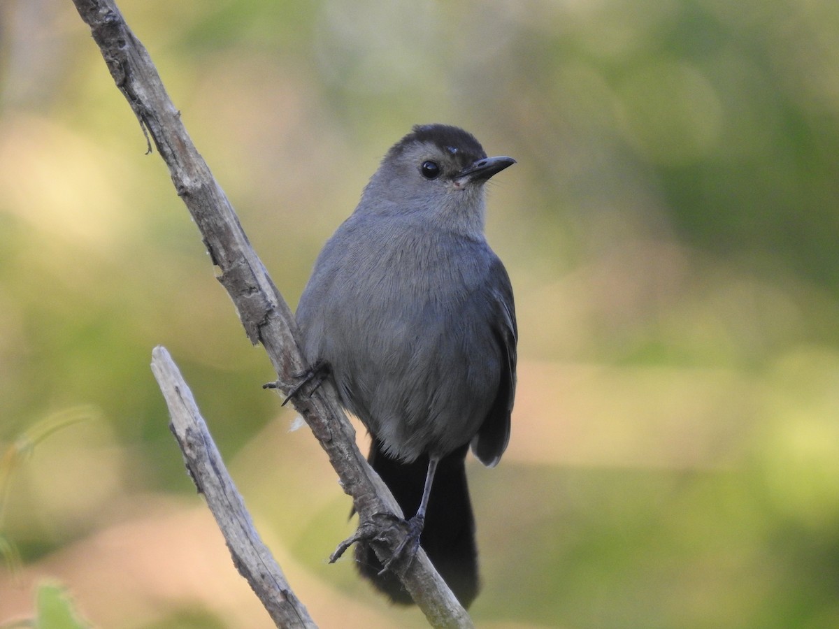 Gray Catbird - ML638273019