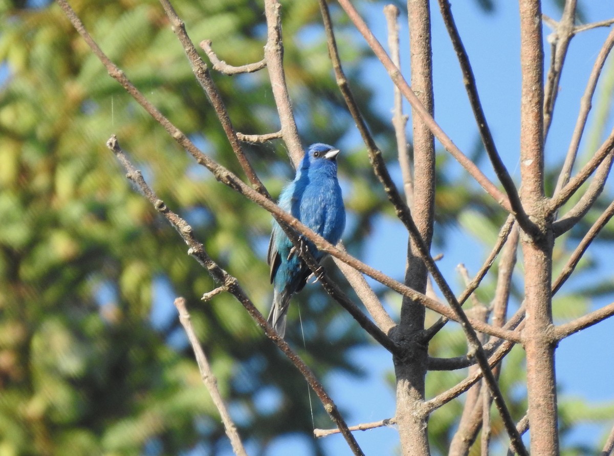 Indigo Bunting - ML638273065