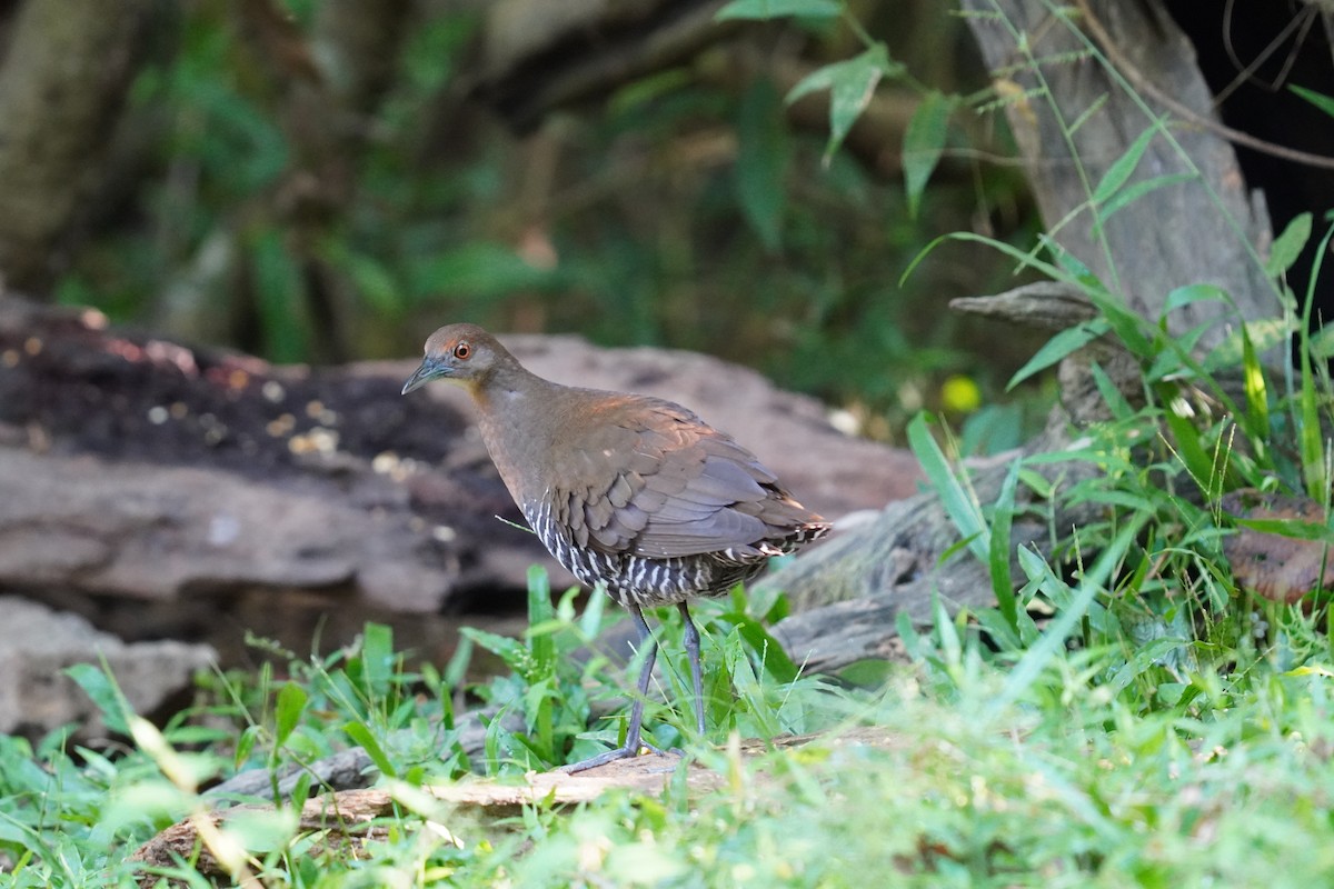 Slaty-legged Crake - ML638273066