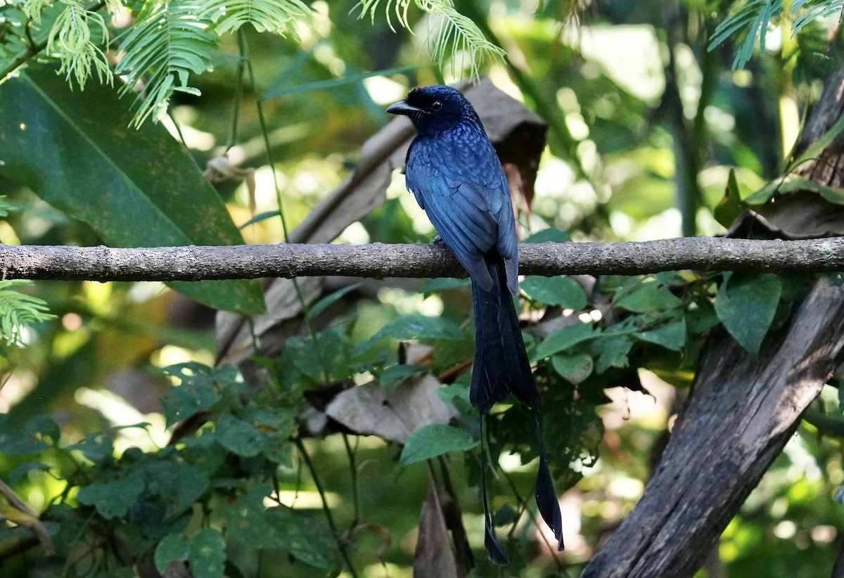 Greater Racket-tailed Drongo - ML638273070
