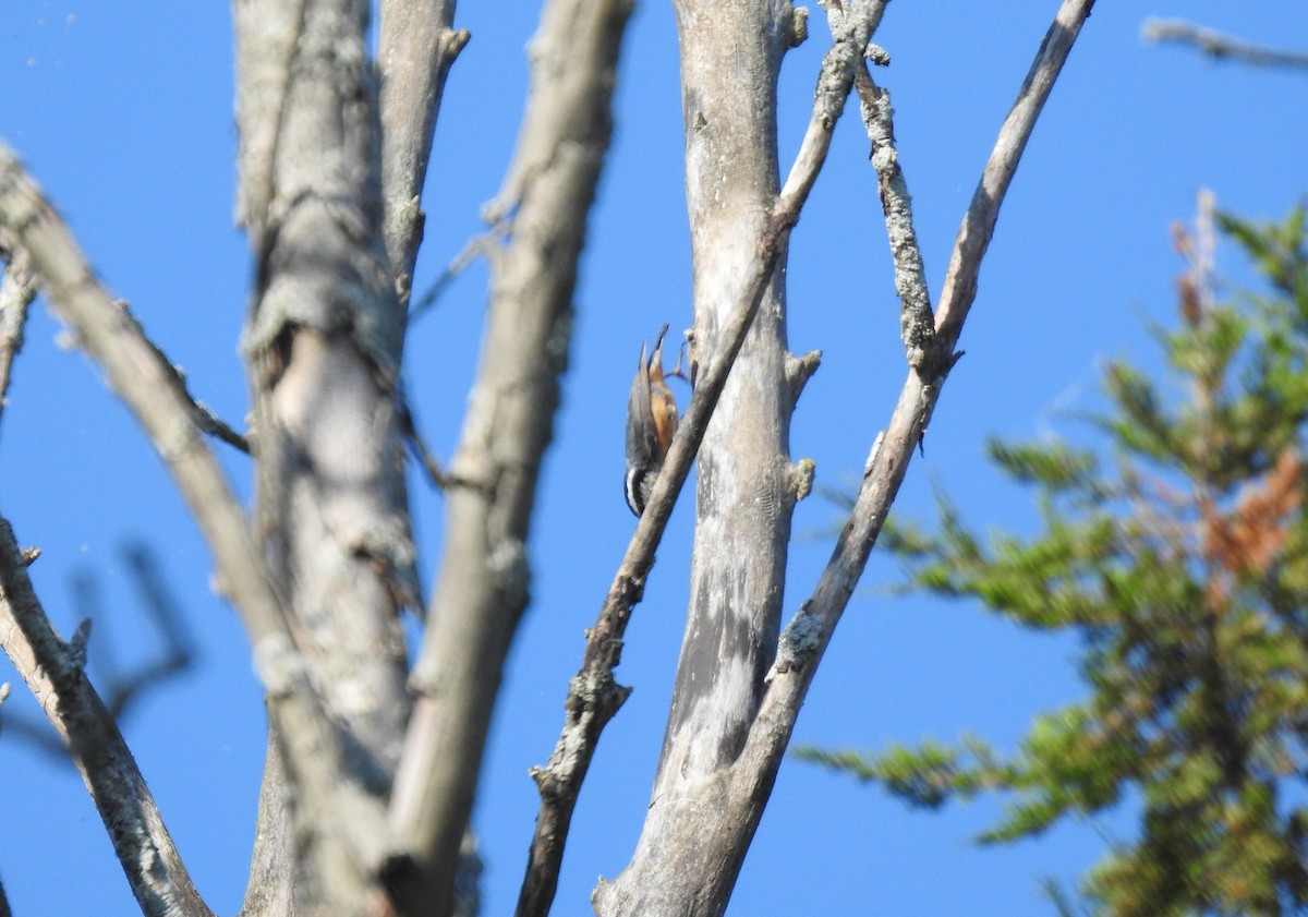 Red-breasted Nuthatch - ML638273080