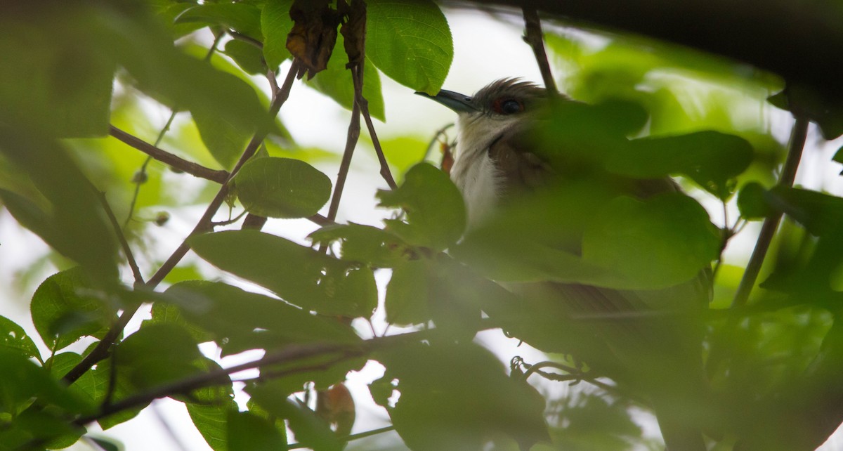 Black-billed Cuckoo - ML638273081