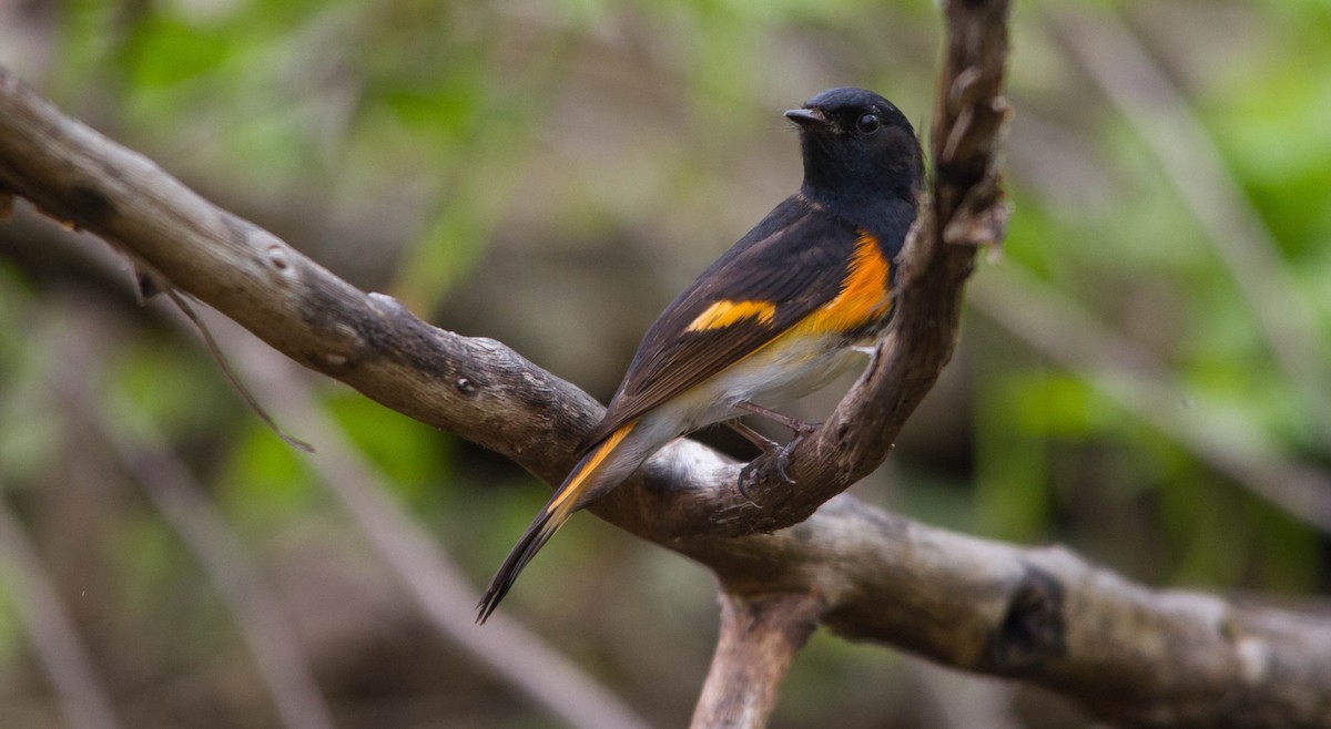 American Redstart - ML638273084