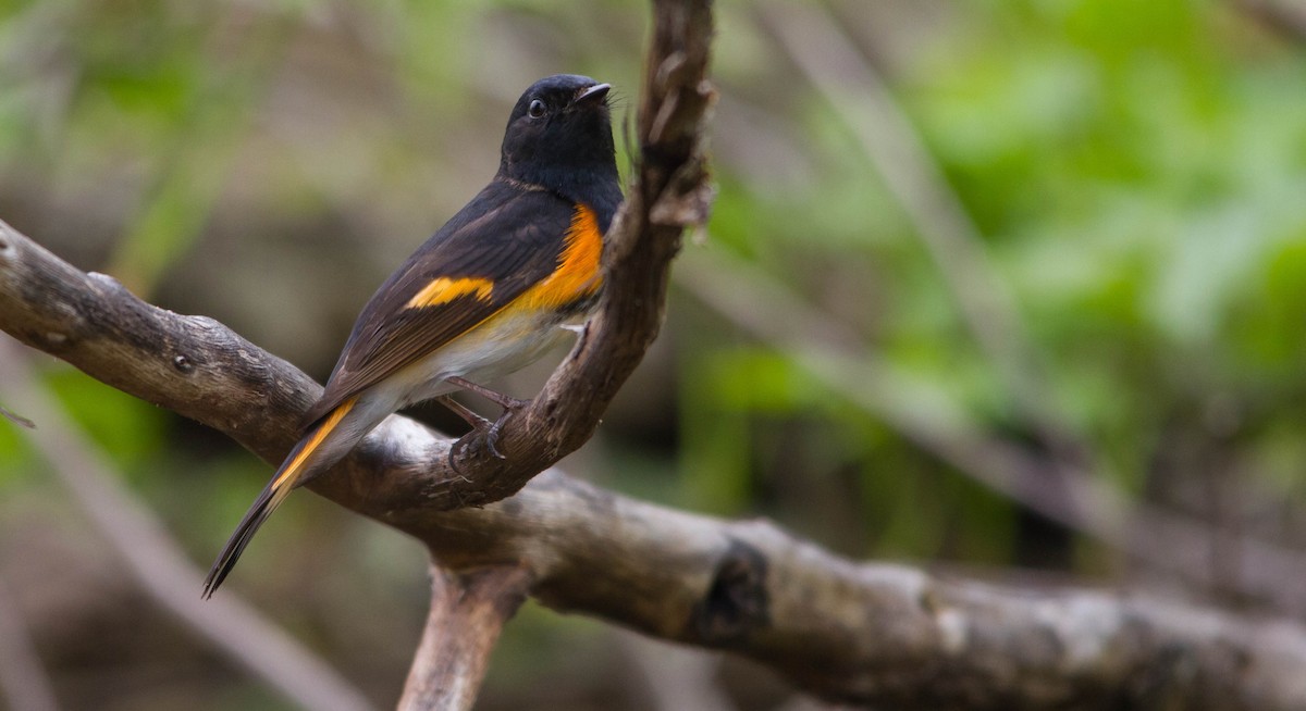 American Redstart - ML638273085