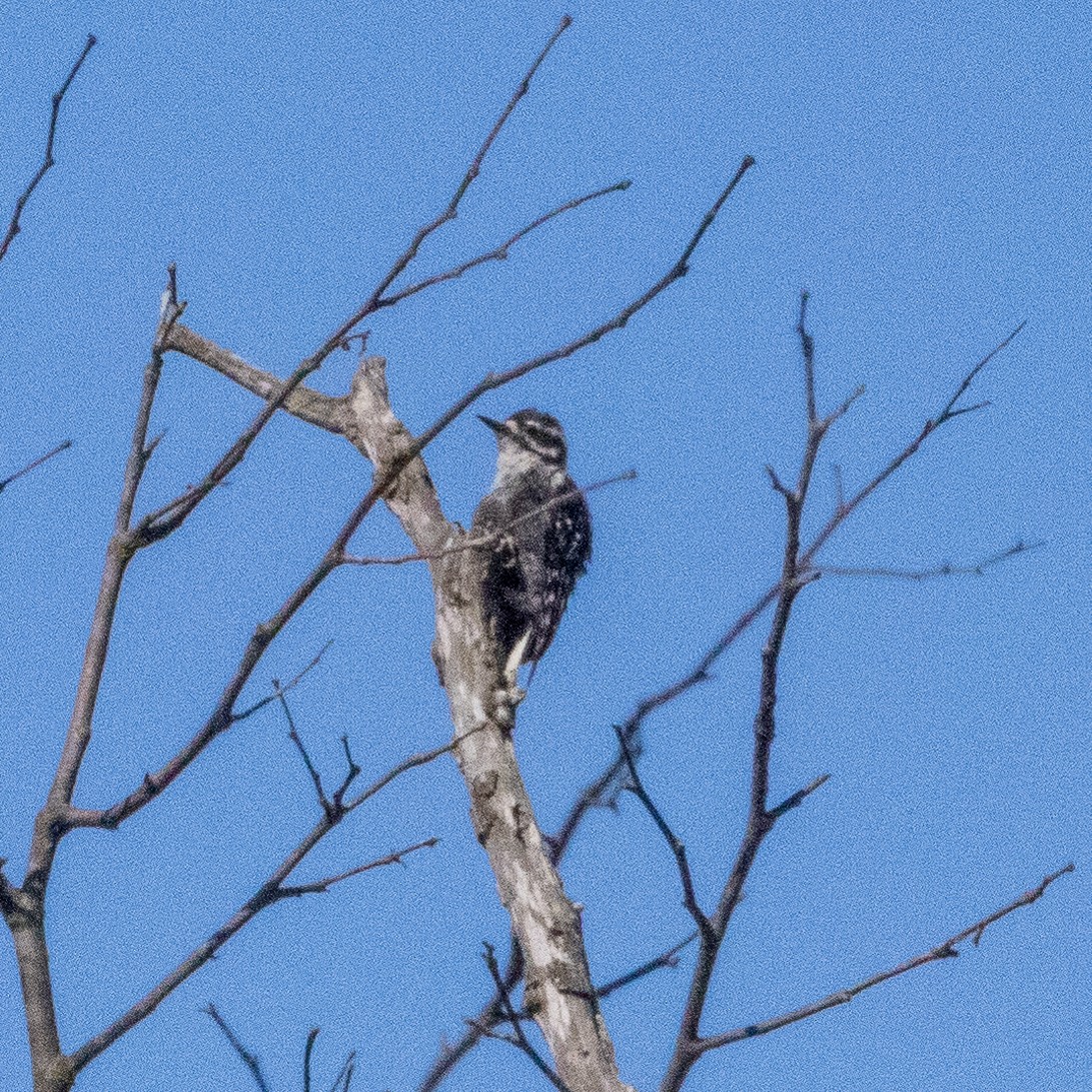 Nuttall's Woodpecker - ML638273087
