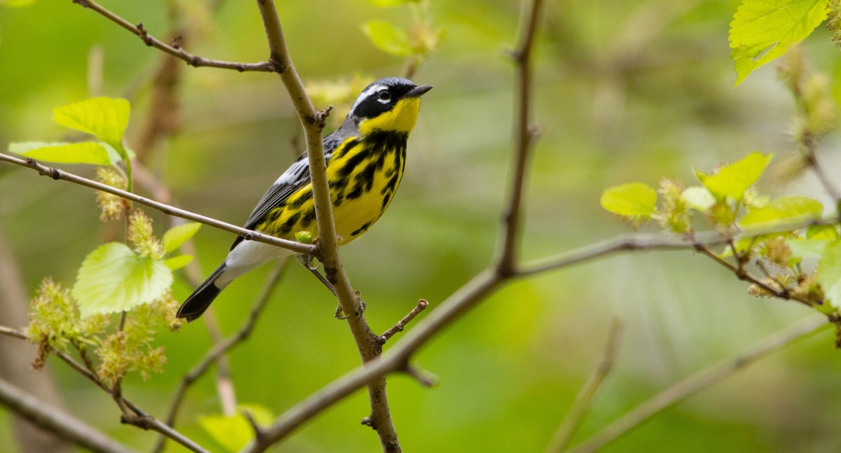 Magnolia Warbler - ML638273090