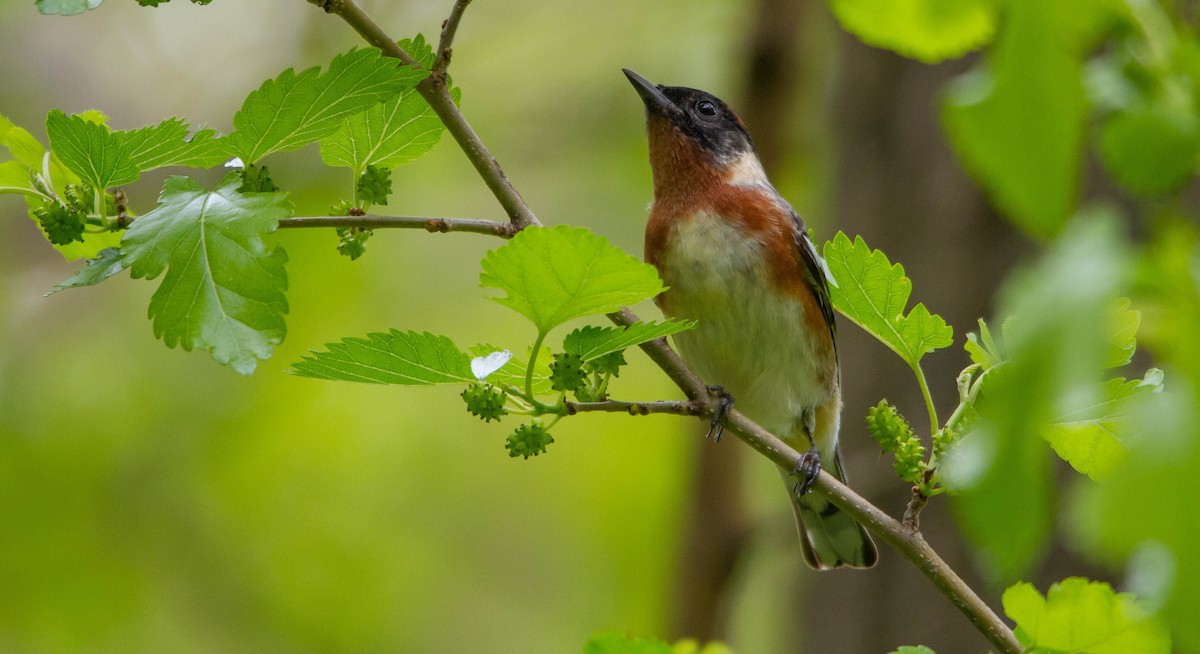 Bay-breasted Warbler - ML638273091