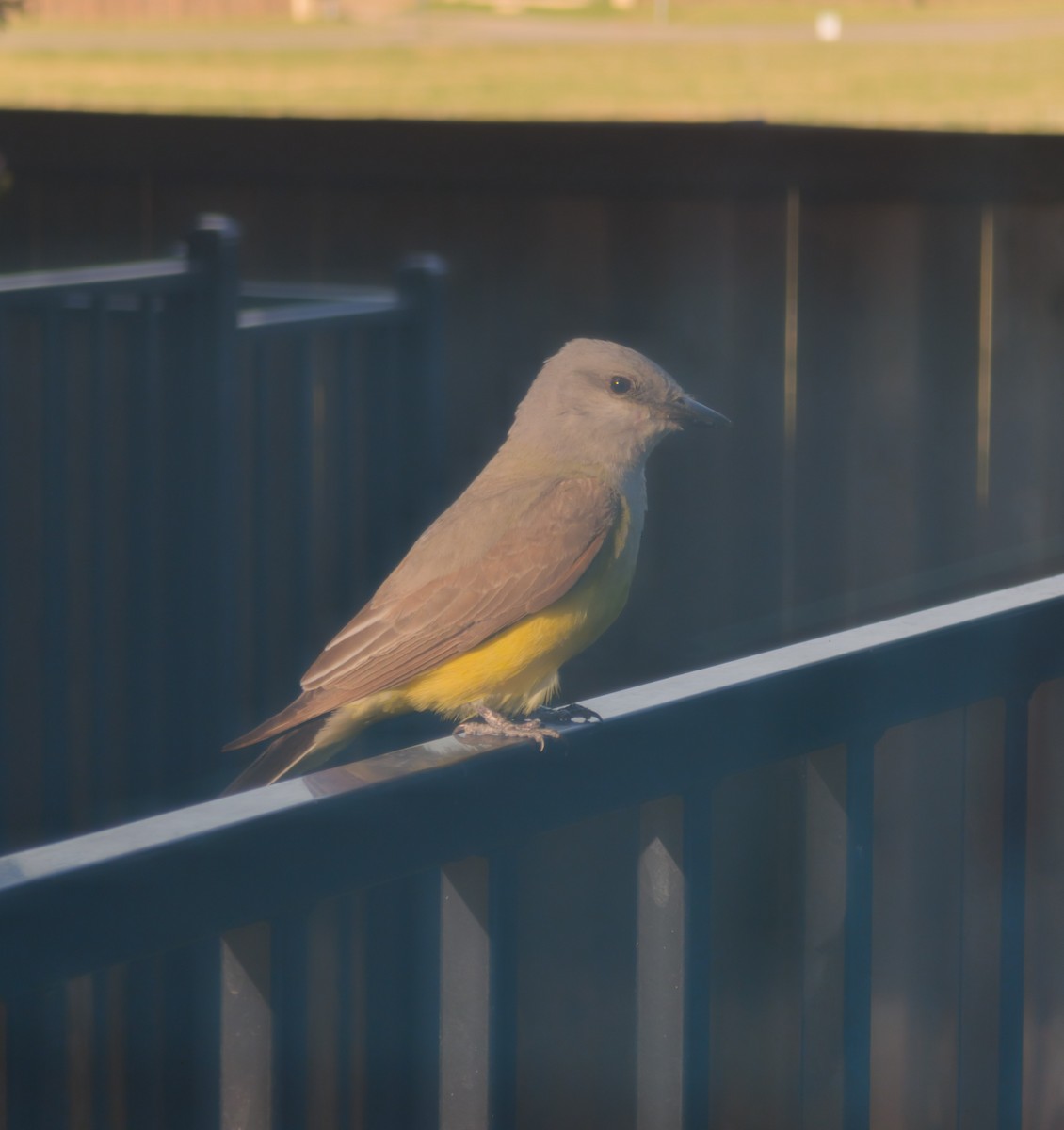 Western Kingbird - ML638273094