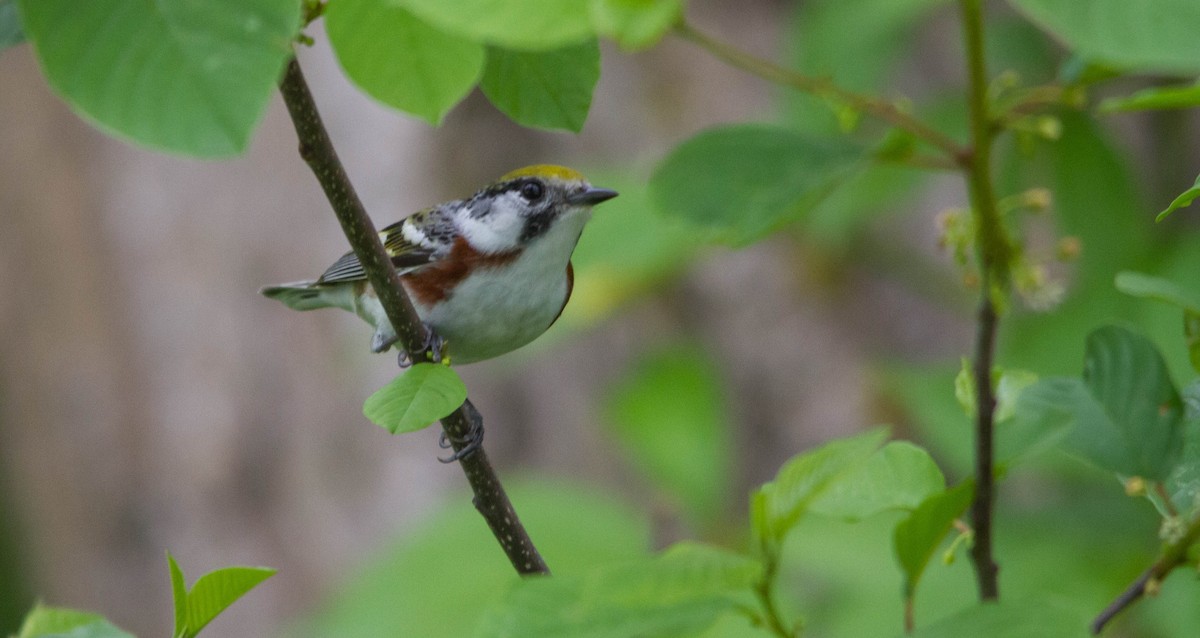 Chestnut-sided Warbler - ML638273095