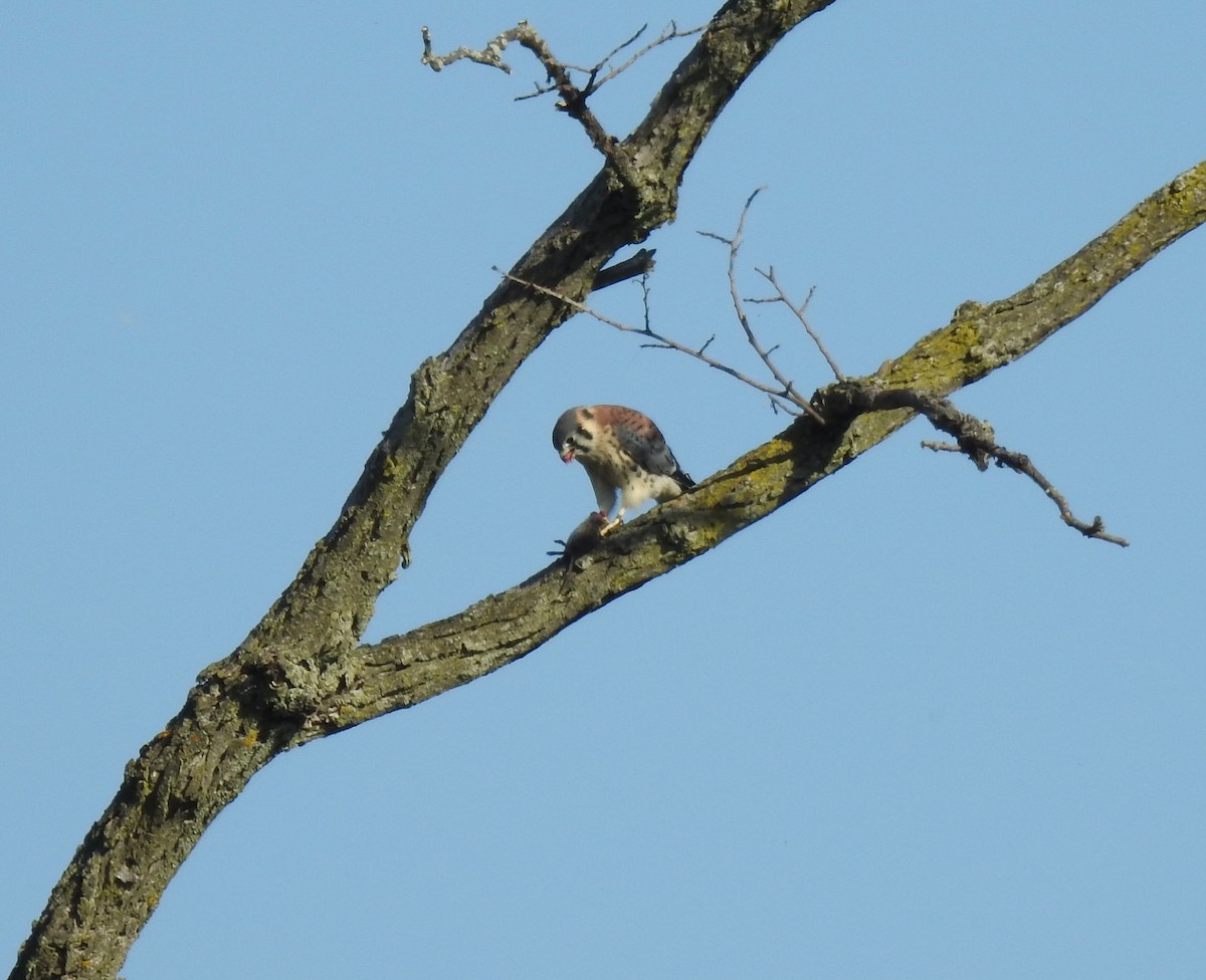 American Kestrel - ML638273101