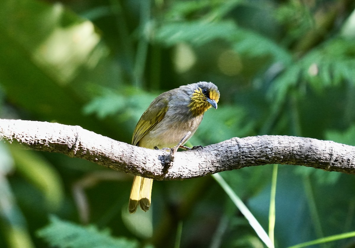 Stripe-throated Bulbul - ML638273105