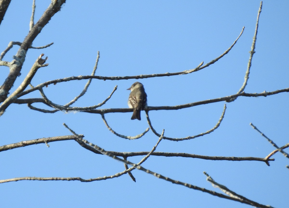 Eastern Wood-Pewee - ML638273115