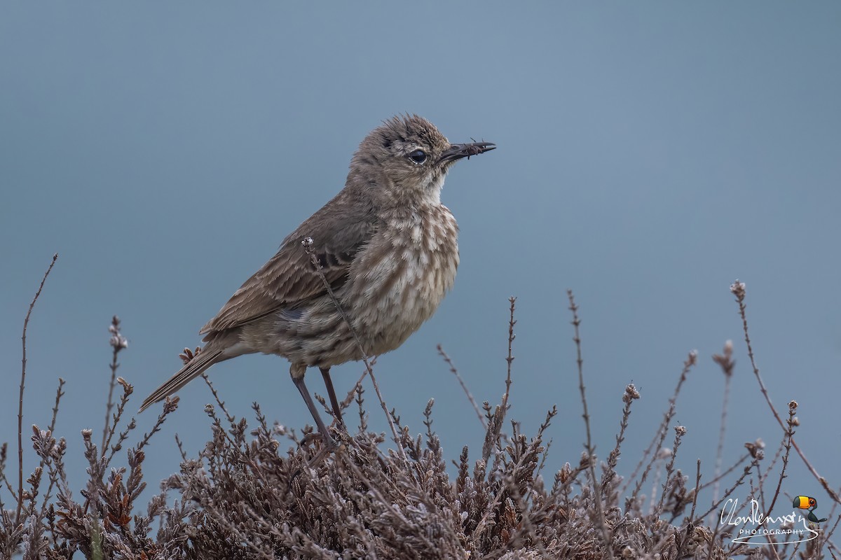 Rock Pipit - ML638273118