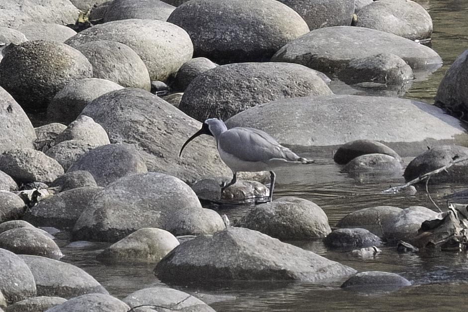 Ibisbill - ML638273123