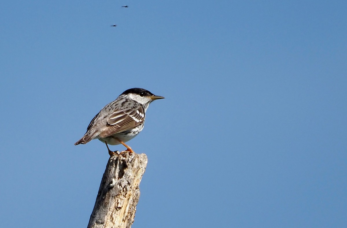 Blackpoll Warbler - ML638273135