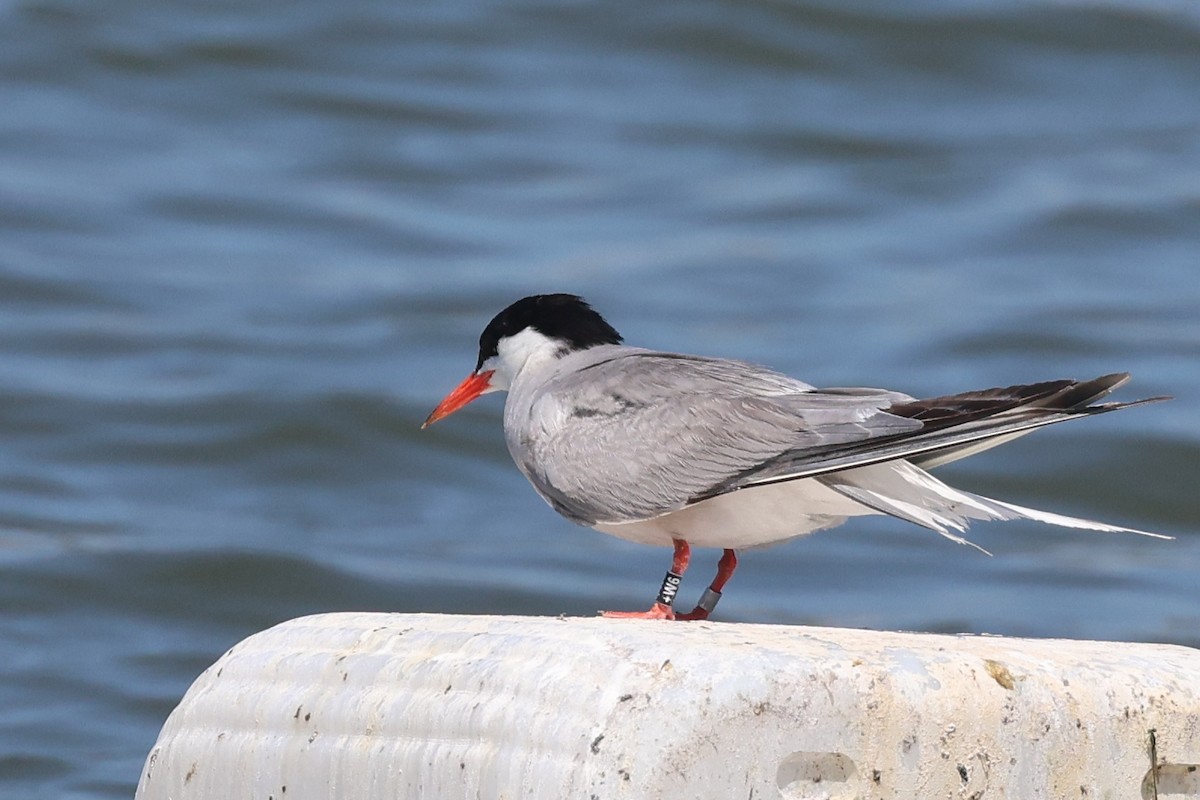 Common Tern - ML638273139