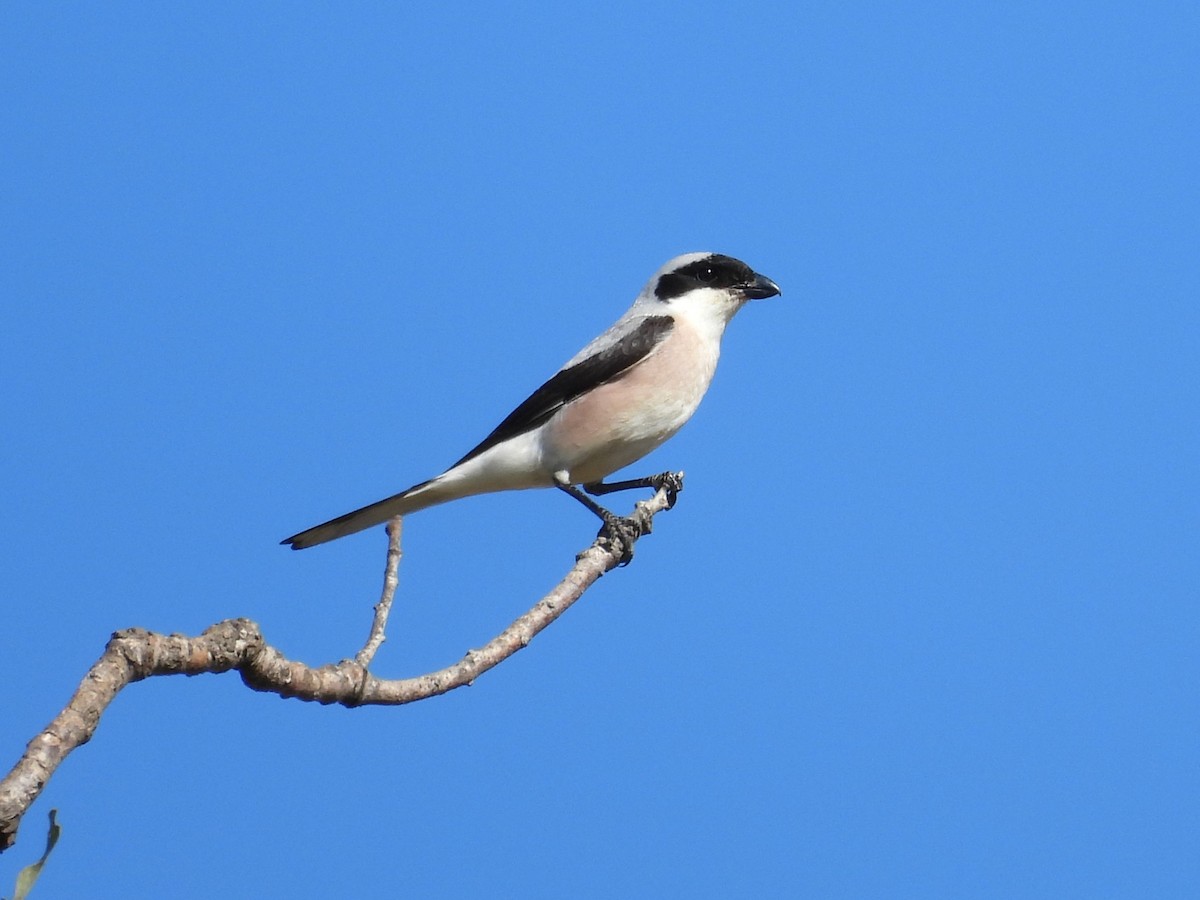 Lesser Gray Shrike - ML638273148