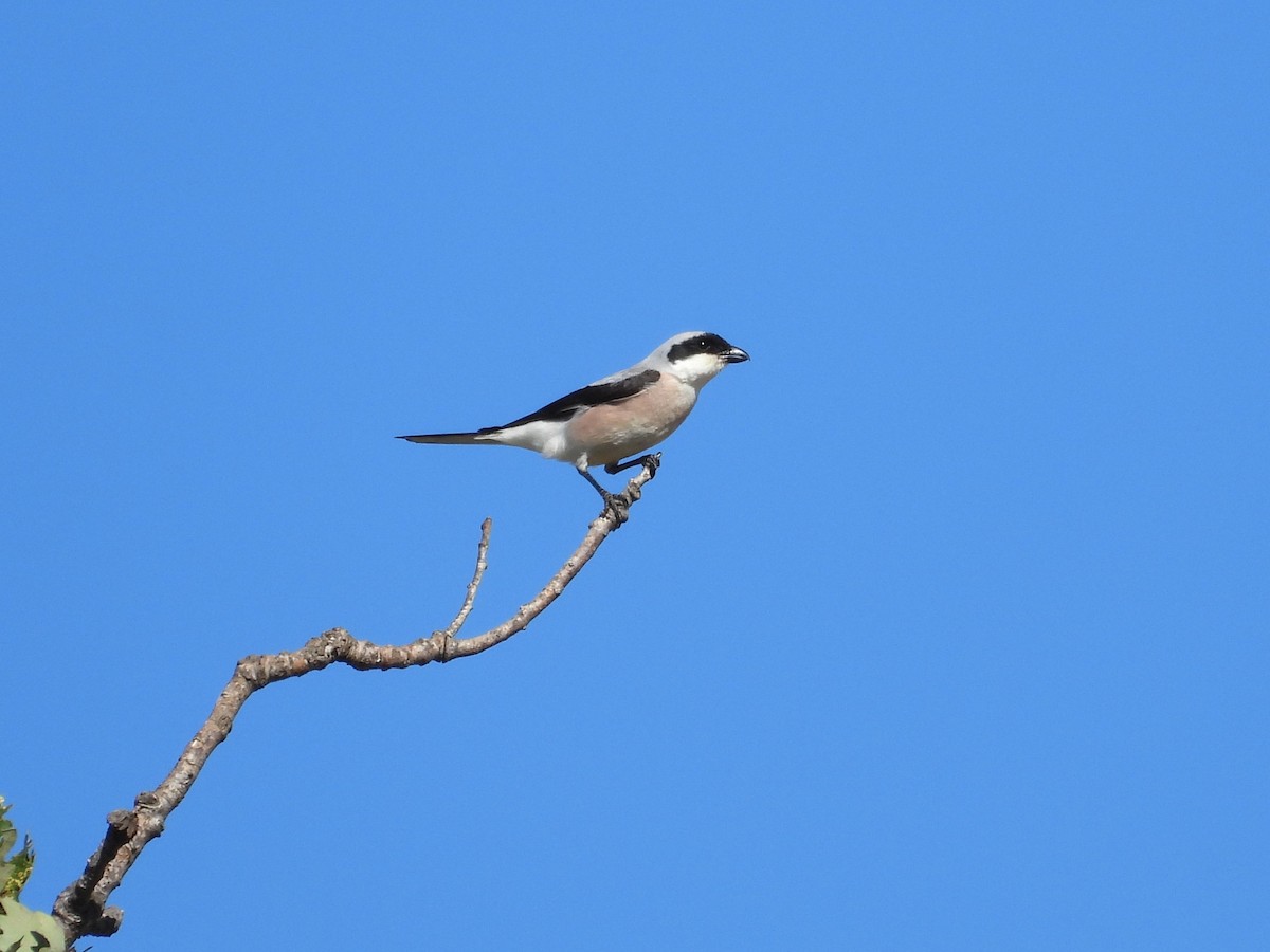 Lesser Gray Shrike - ML638273149