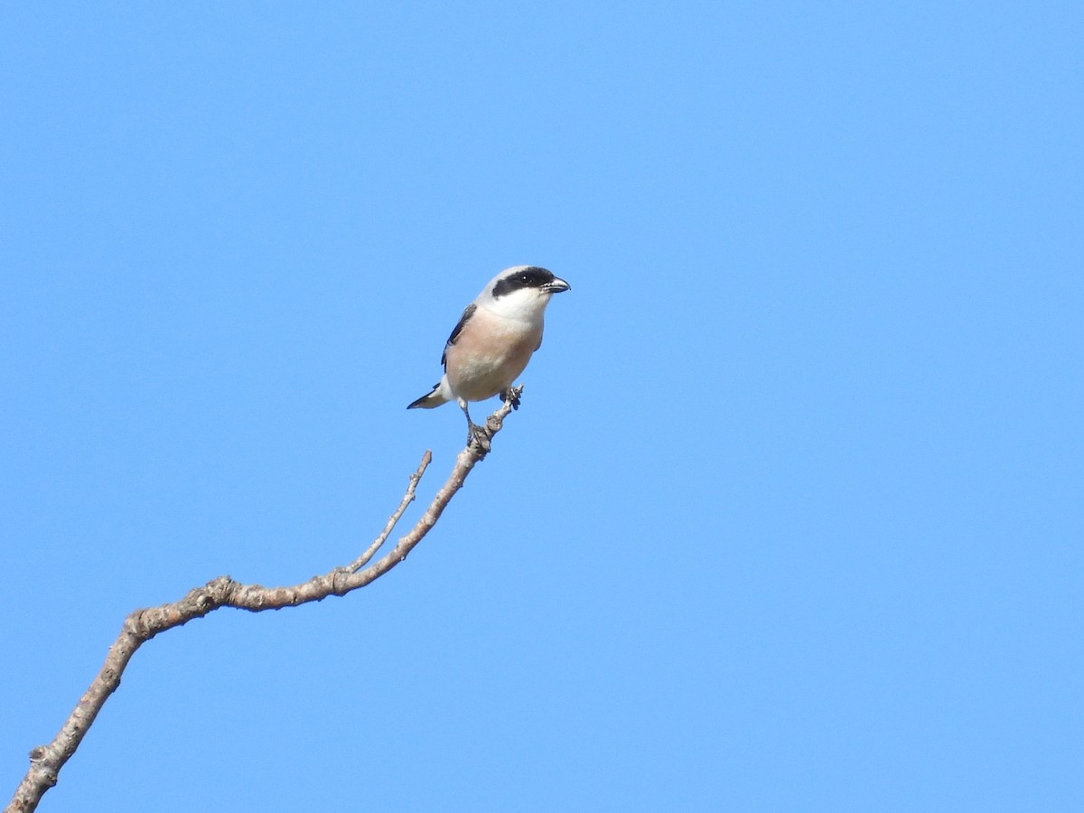 Lesser Gray Shrike - ML638273150