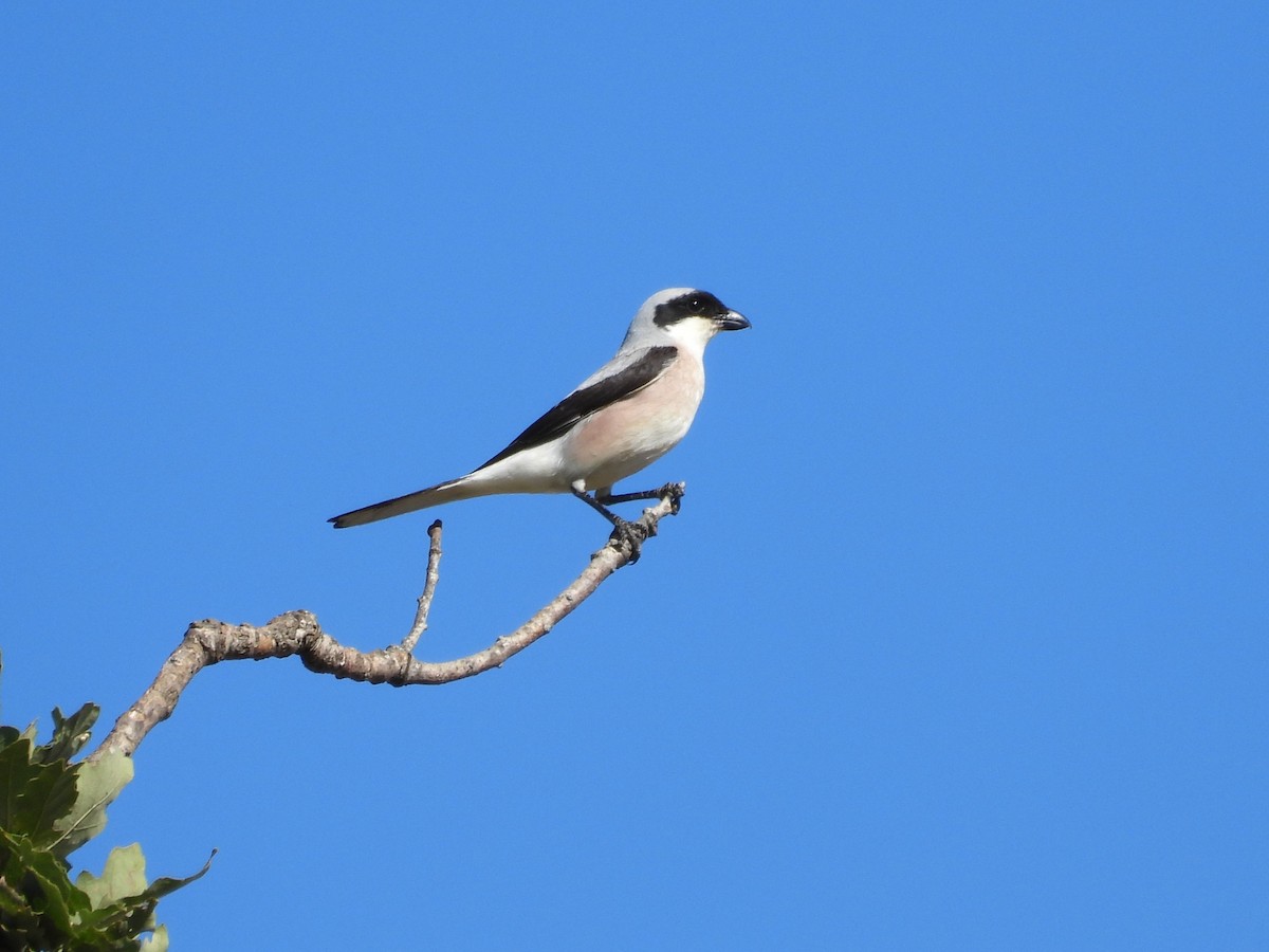 Lesser Gray Shrike - ML638273151