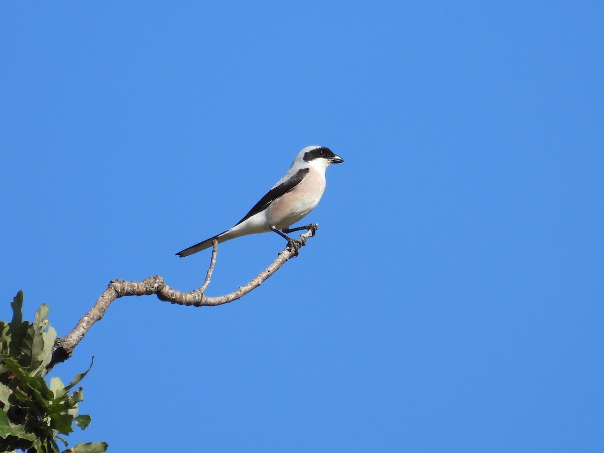 Lesser Gray Shrike - ML638273152