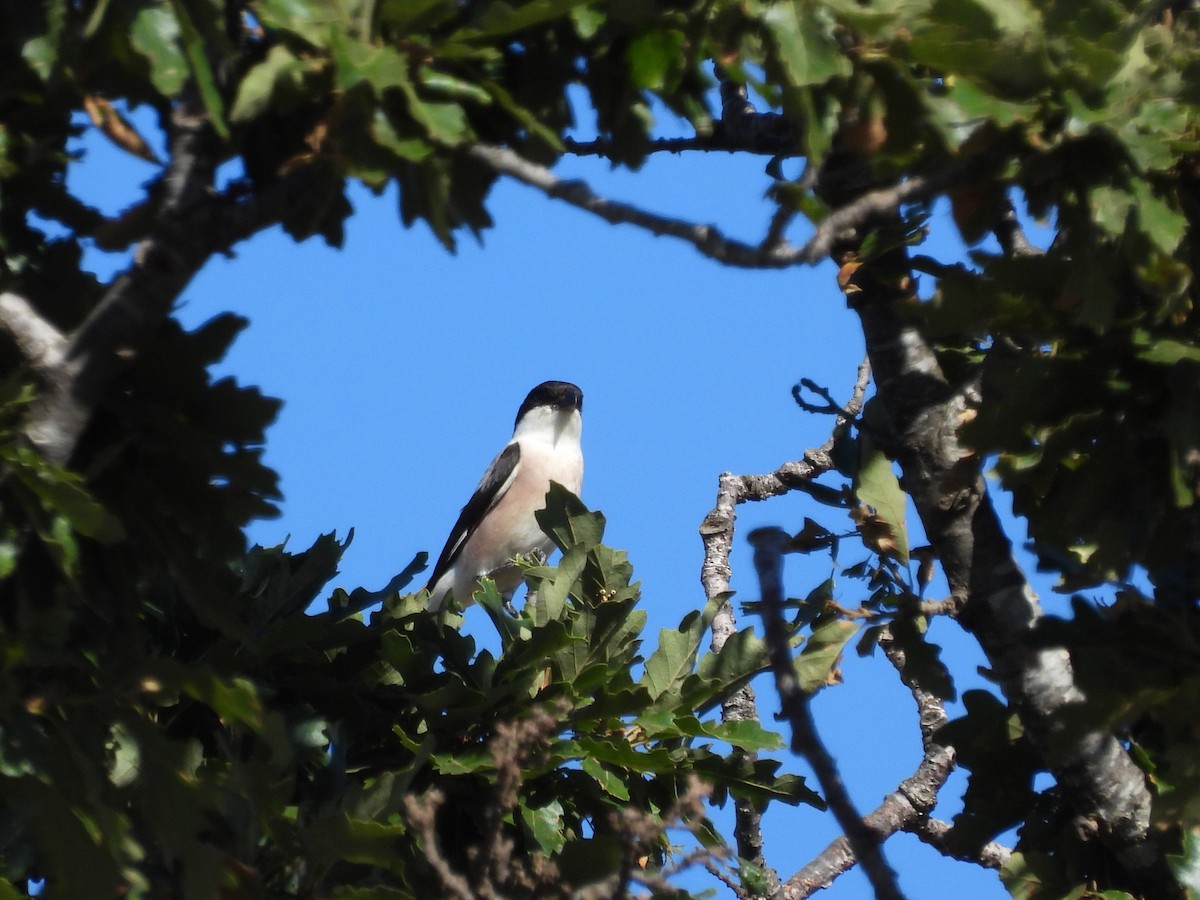 Lesser Gray Shrike - ML638273153