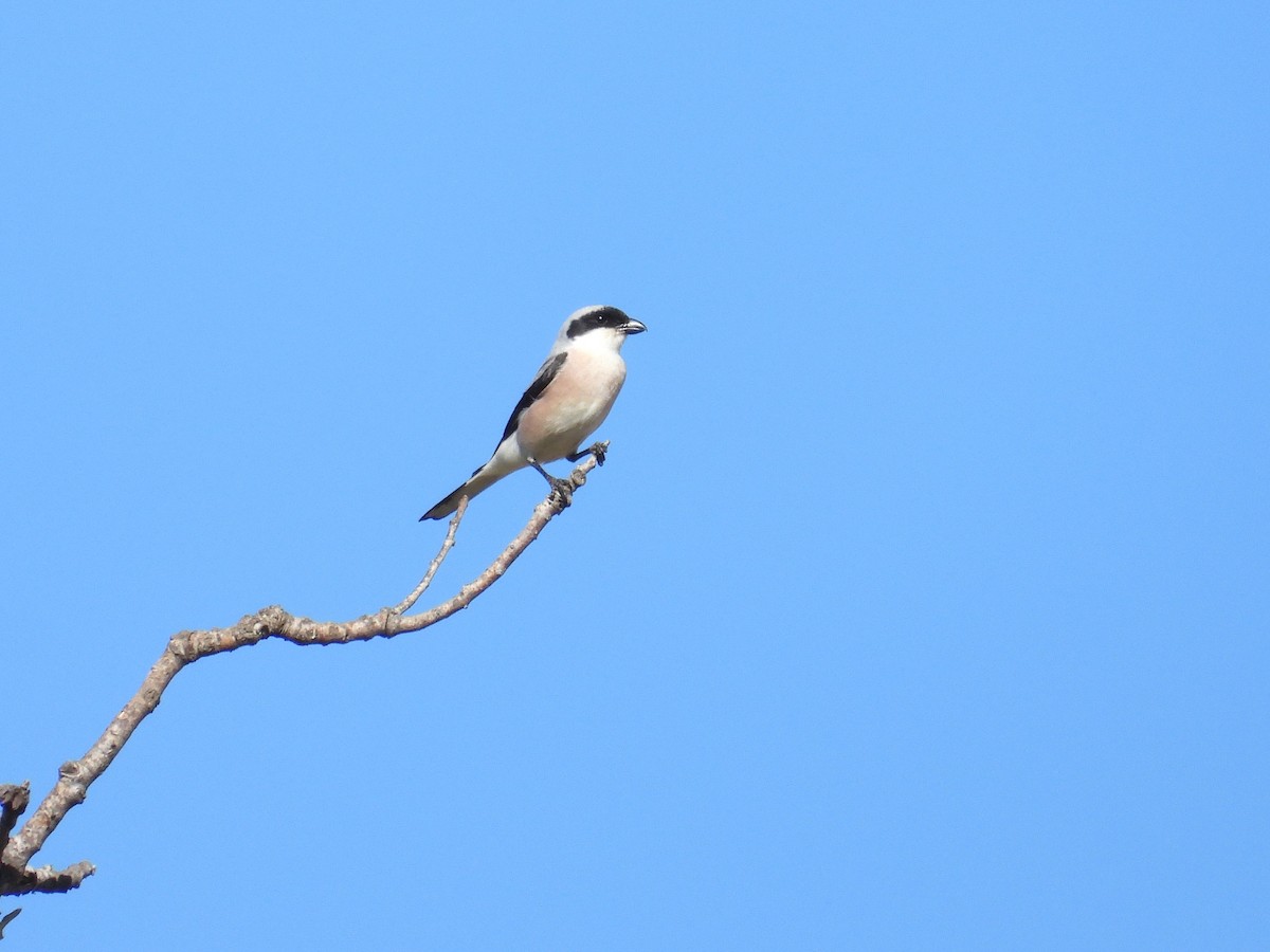 Lesser Gray Shrike - ML638273154