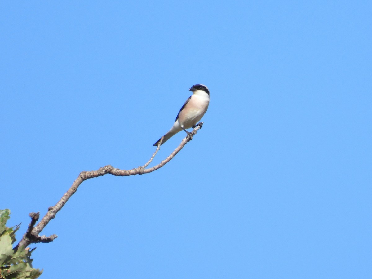 Lesser Gray Shrike - ML638273155