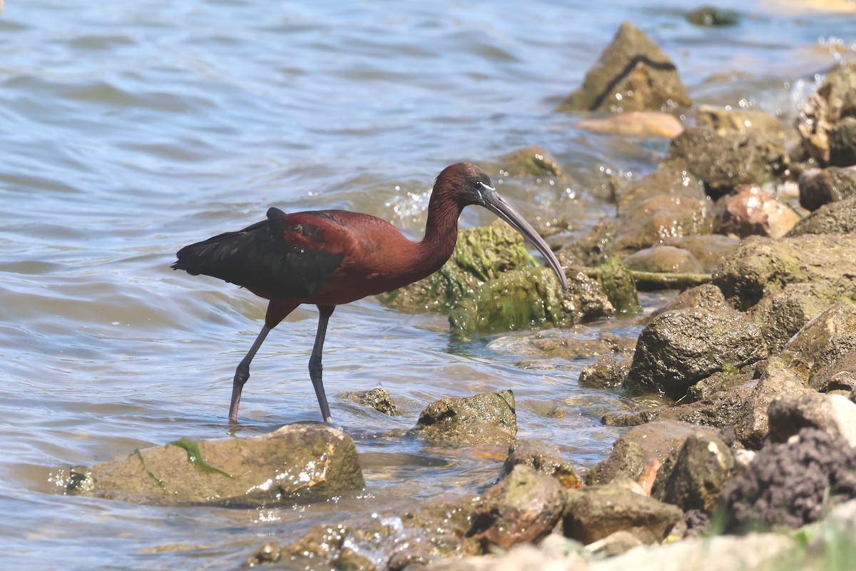 Glossy Ibis - ML638273158