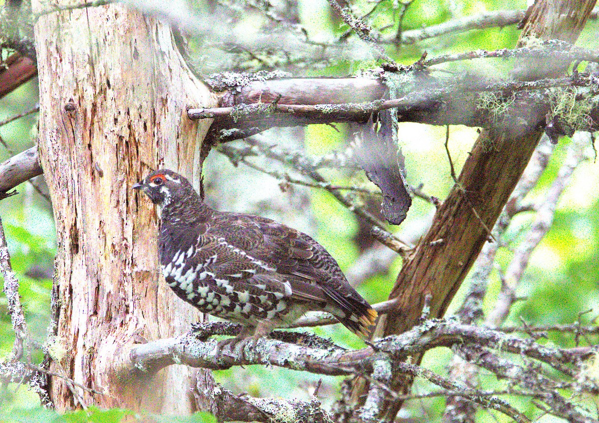 Amerika Ladin Tavuğu - ML638273169