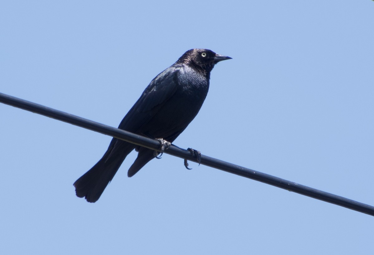 Brewer's Blackbird - ML638273176