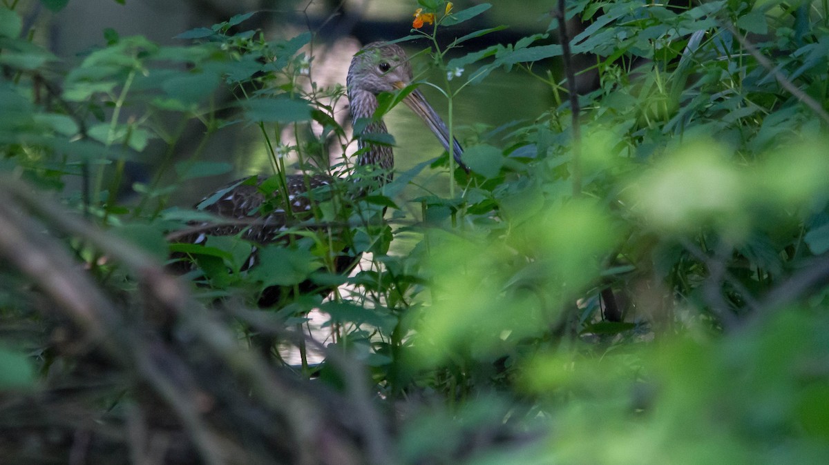 Limpkin - ML638273183