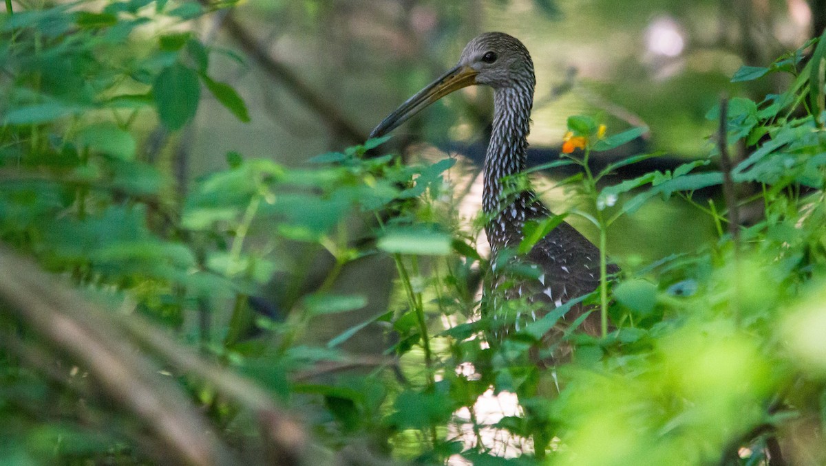 Limpkin - ML638273184