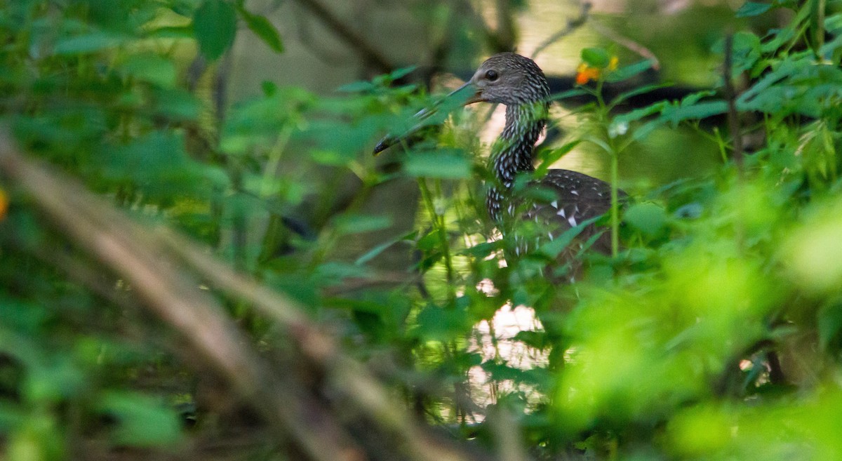 Limpkin - ML638273186