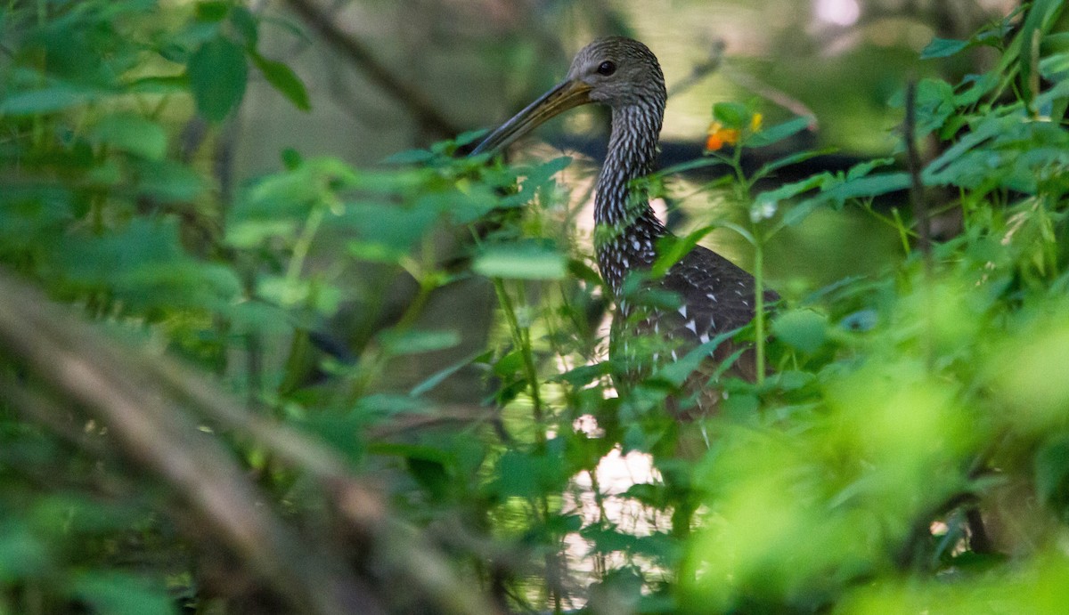 Limpkin - ML638273187