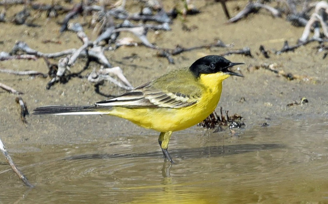 Western Yellow Wagtail (feldegg) - ML638273203